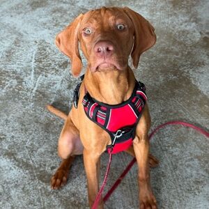 Rabbitgoo No Pull Dog Harness